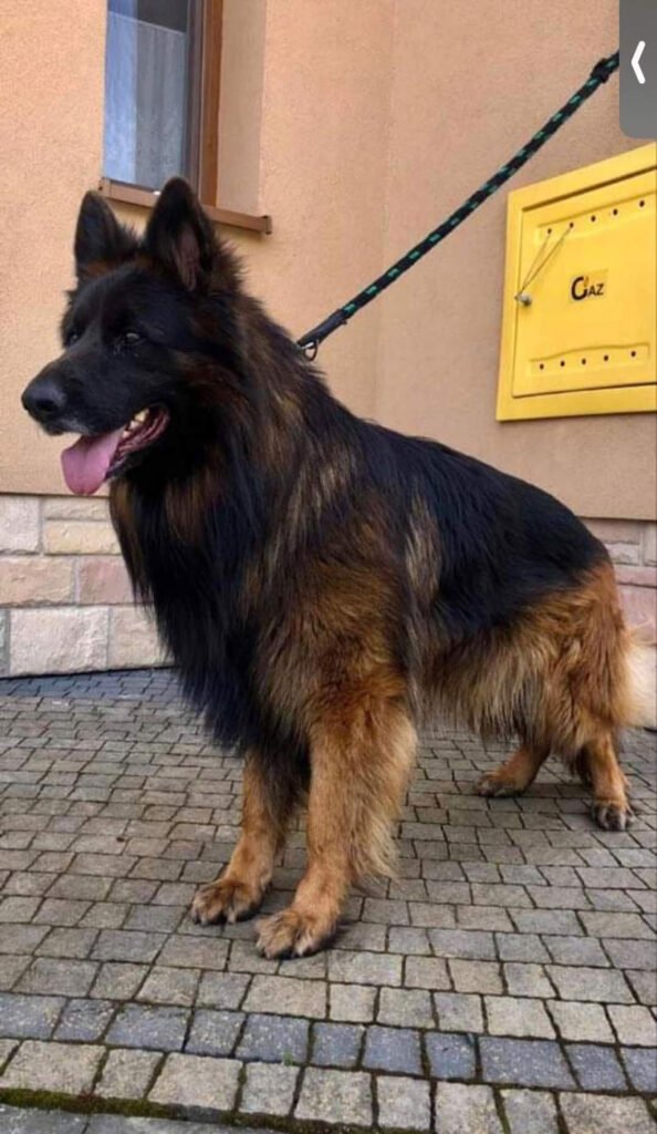 Dorsi - Remo Vom Lion Kennel's Mother