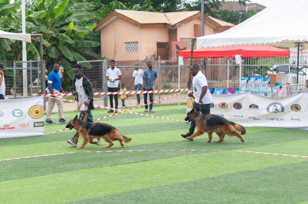 German-Shepherds