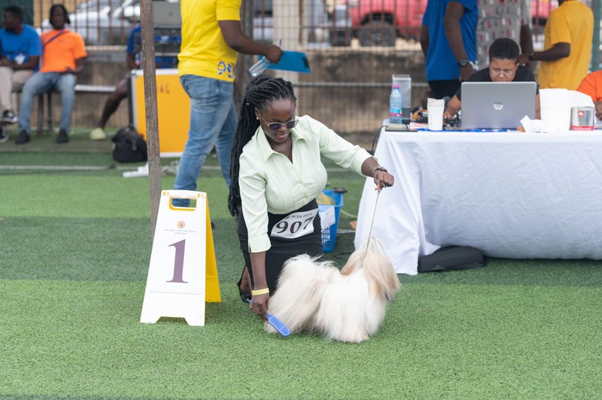 Shih Tzu at a KUG Event