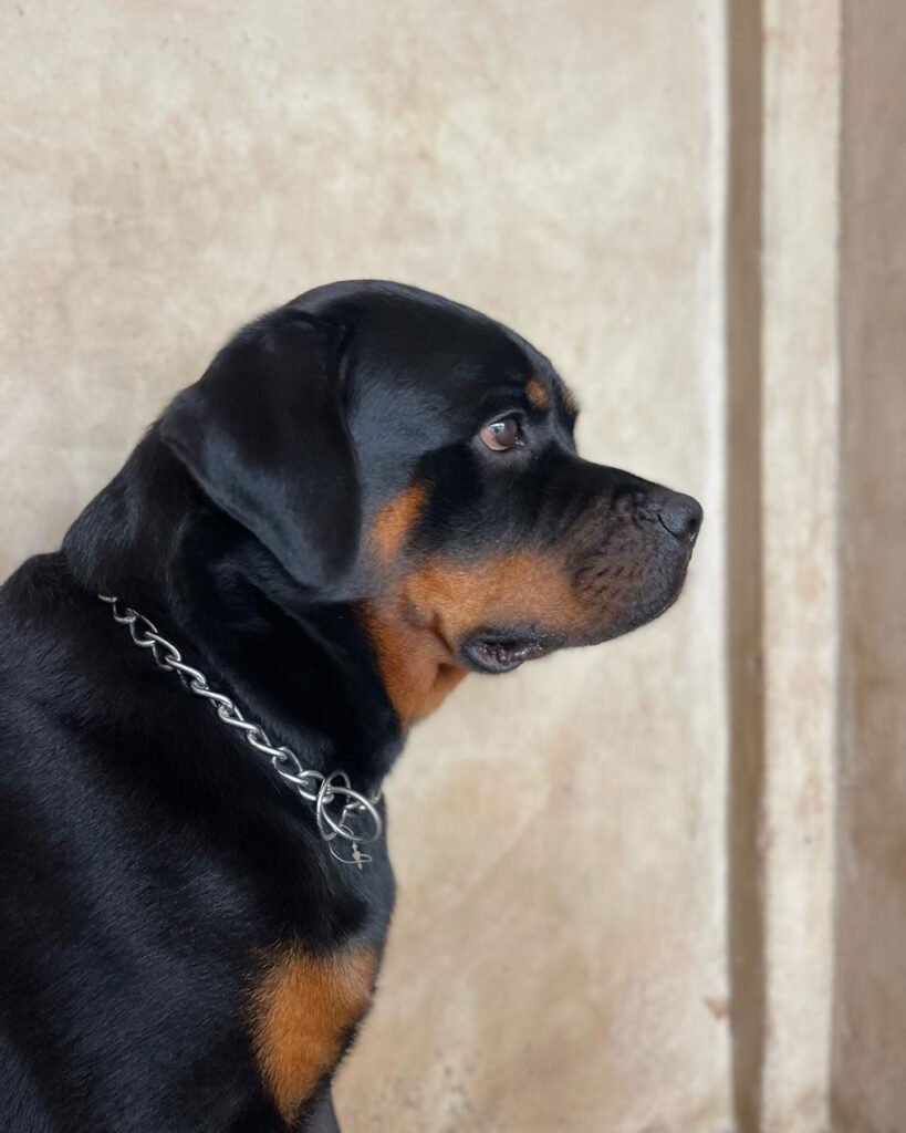 Leo - Best Rottweiler Puppy Class - ACDS 24