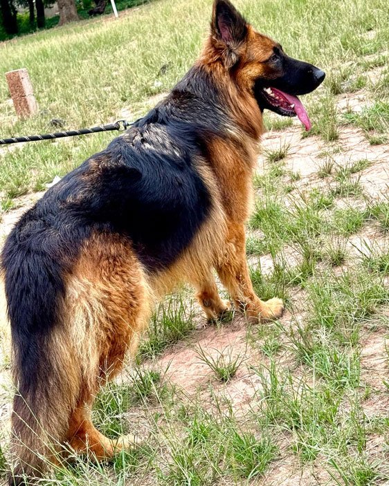 A German Shepherd at Yazo Kennel