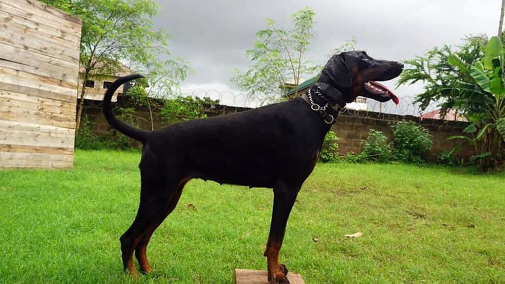 A-Pioneers-of-Africa-Dobermann-1