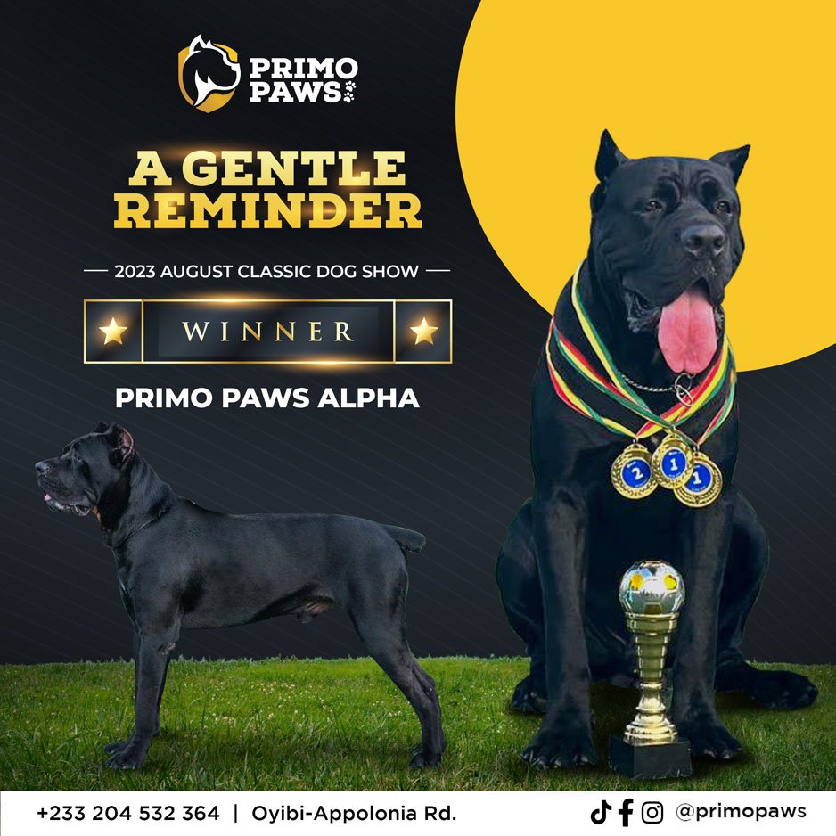 Cane Corso