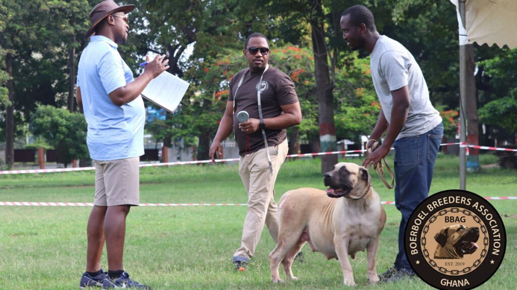 A Red Paradise Boerboel - BBAG