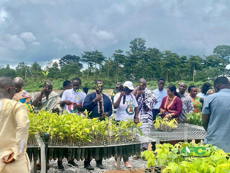 Rainforest Builder Ghana