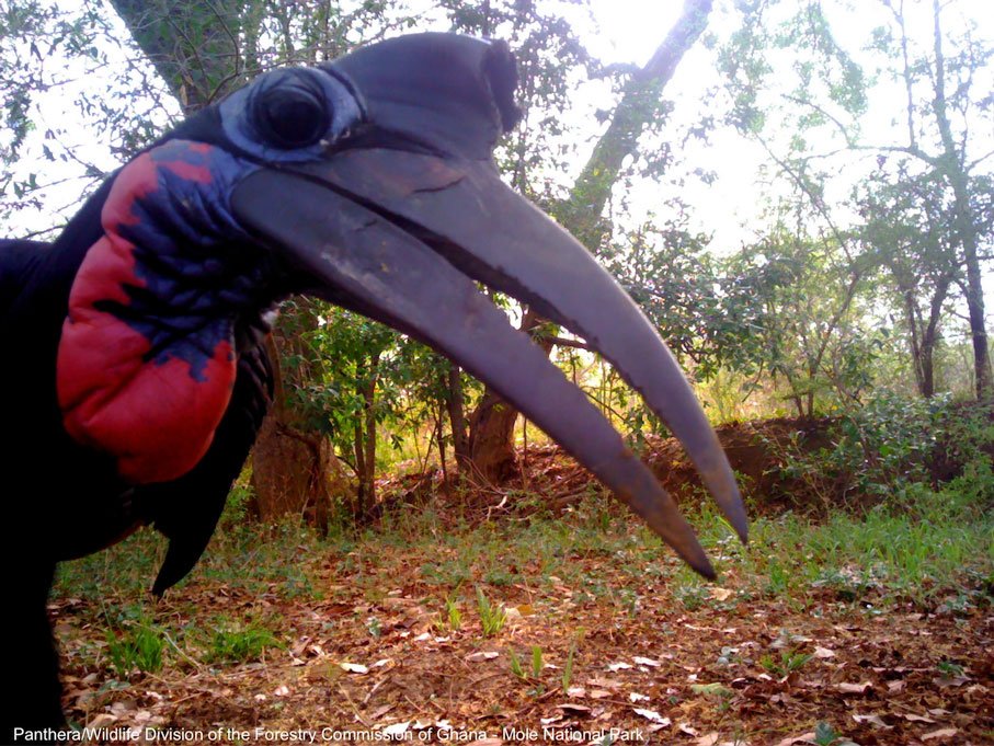 A-male-Abyssinian-ground-hornbill