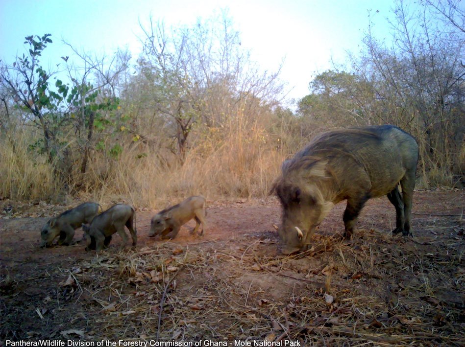 warthog-with-her-three-piglets