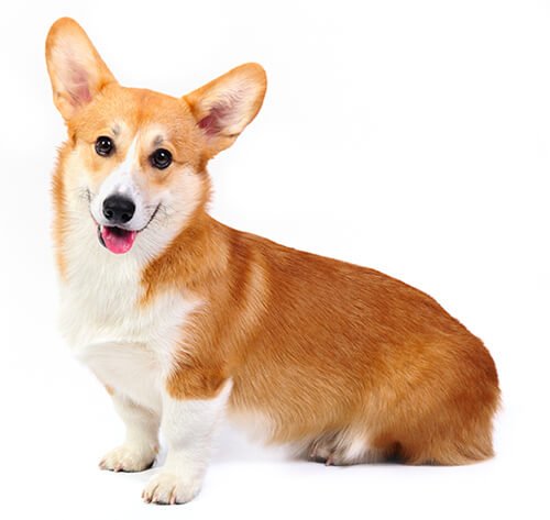 Corgi