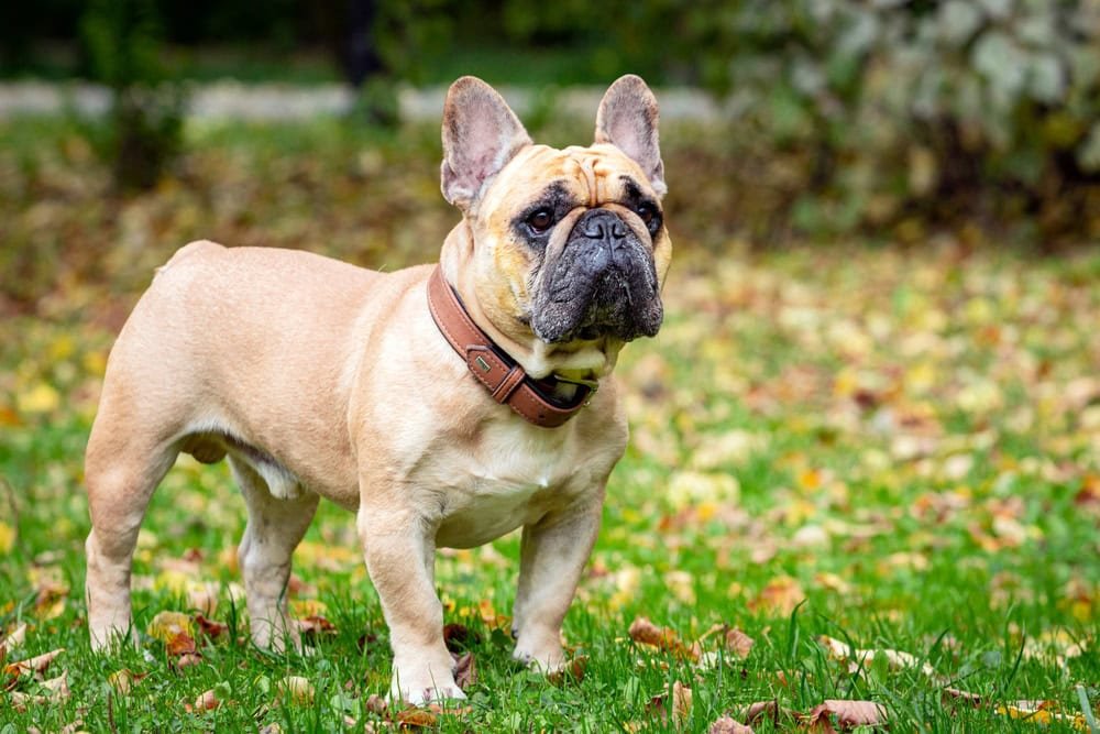 French Bulldog