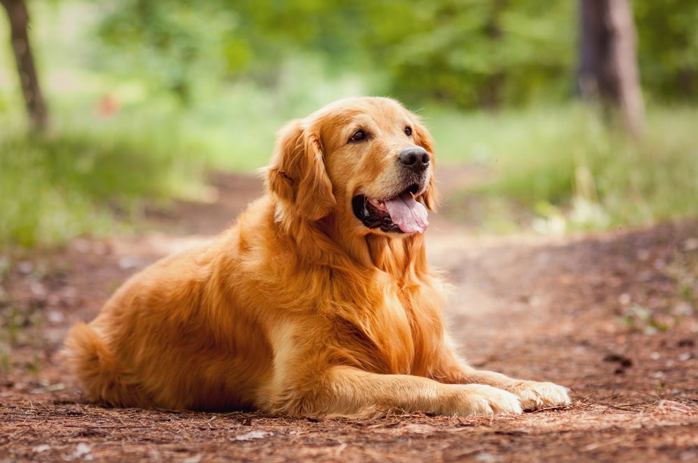​Golden Retriever