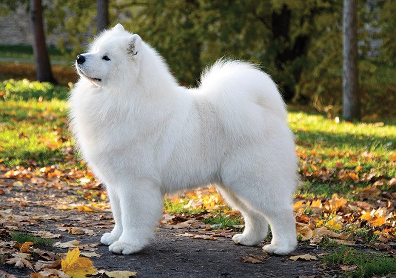 Samoyed 