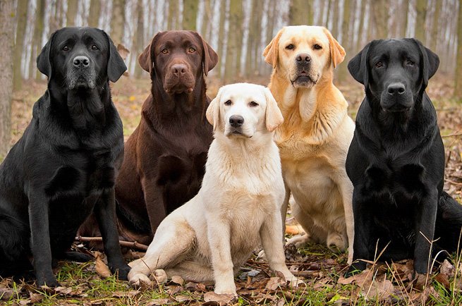 ​Labrador Retriever