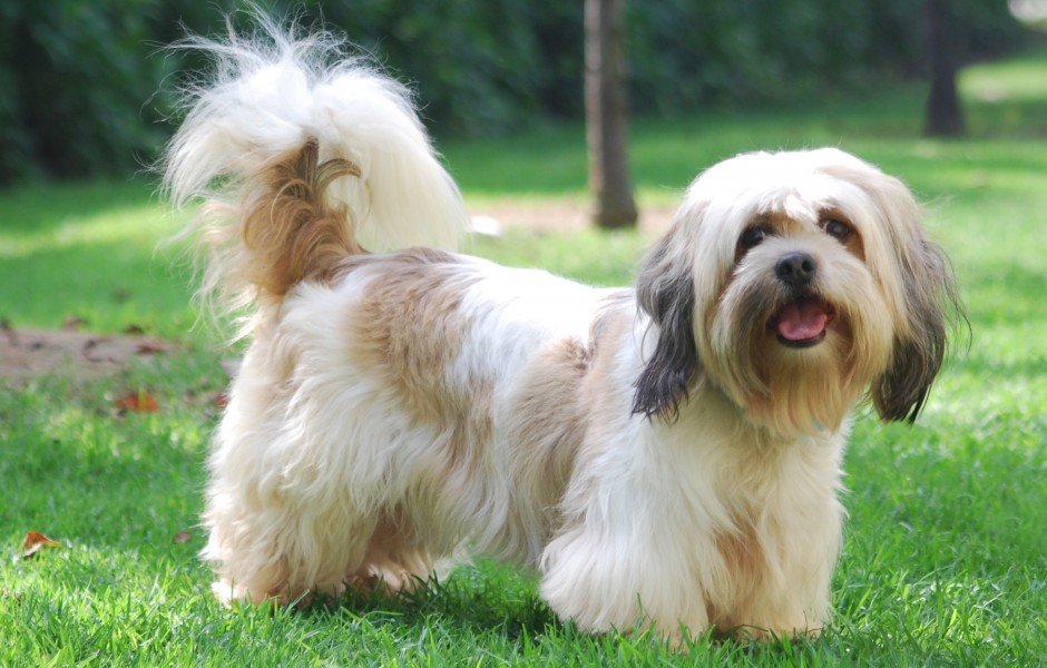 ​Lhasa Apso