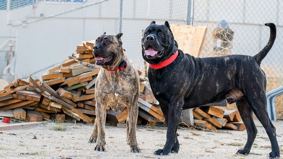 ​Presa Canario