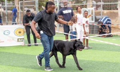 August-Classic-Dog-Show---Primo-Paws-Alpha-2