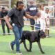 August-Classic-Dog-Show---Prima-Paws-Alpha-2