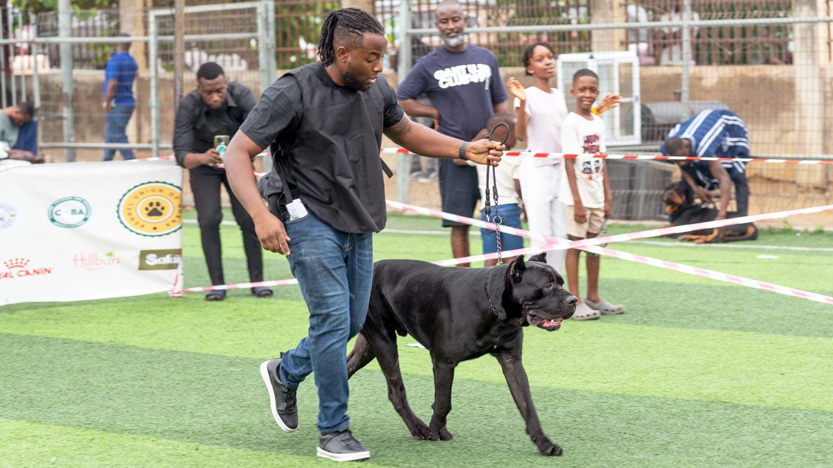 August-Classic-Dog-Show---Primo-Paws-Alpha-2