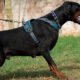 Dobermann-by-Kobina-Andah-(k9-Pioneers-of-Africa)