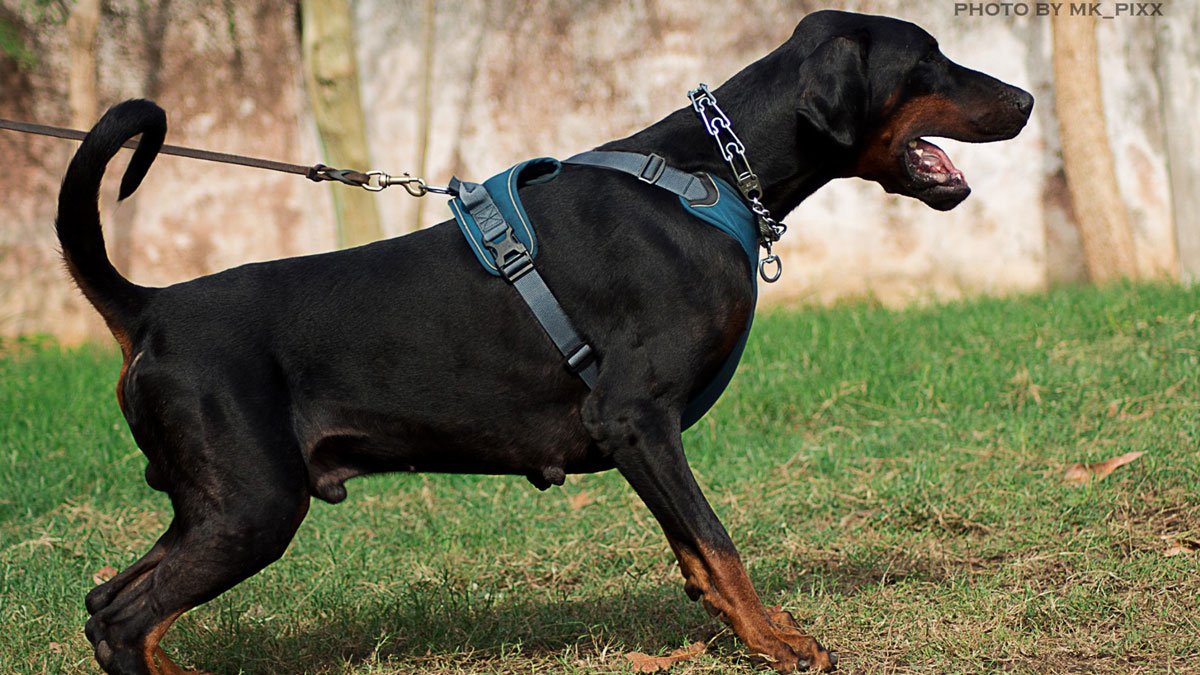 Dobermann-by-Kobina-Andah-(k9-Pioneers-of-Africa)