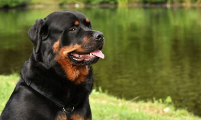 A Yazo Kennel Rottweiler