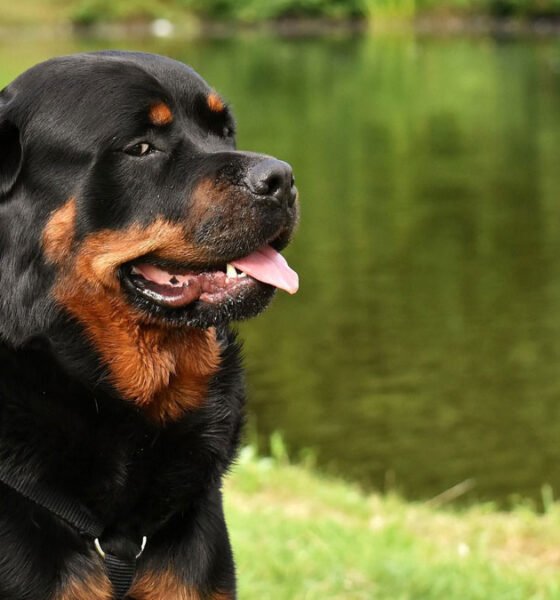 A Yazo Kennel Rottweiler