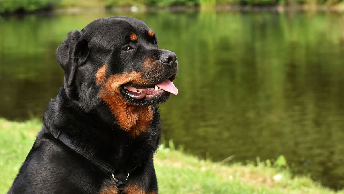 A Yazo Kennel Rottweiler