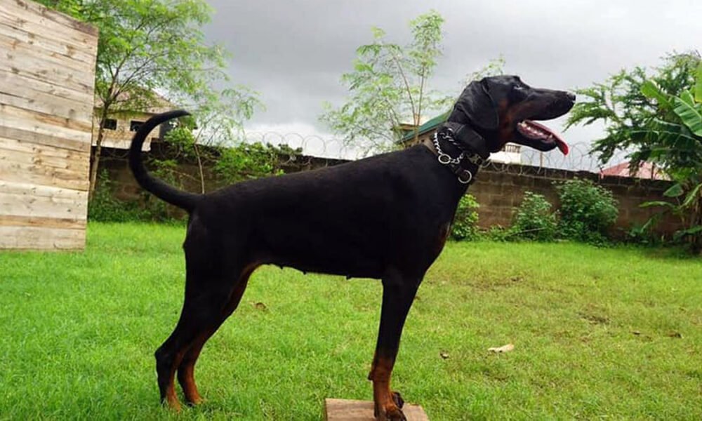 It’s a Dobermann Invasion at KUG’s Paws for Peace