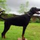 A-Pioneers-of-Africa-Dobermann-1