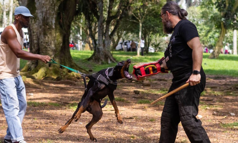 A Balanced Dog or an Aggressive Dog – 2025