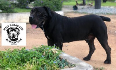 A Red Paradise Boerboel - BBAG