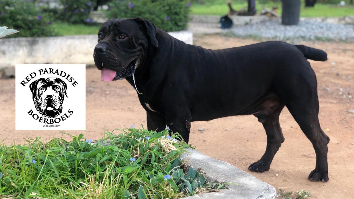 A Red Paradise Boerboel - BBAG