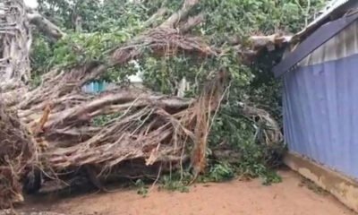 Fig-Tree-Traps-Woman