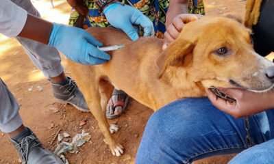 Rabies-Vaccination