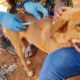 Rabies-Vaccination