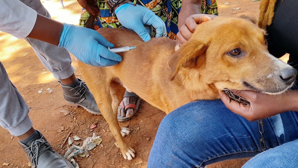 Rabies-Vaccination