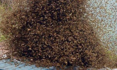 Bees