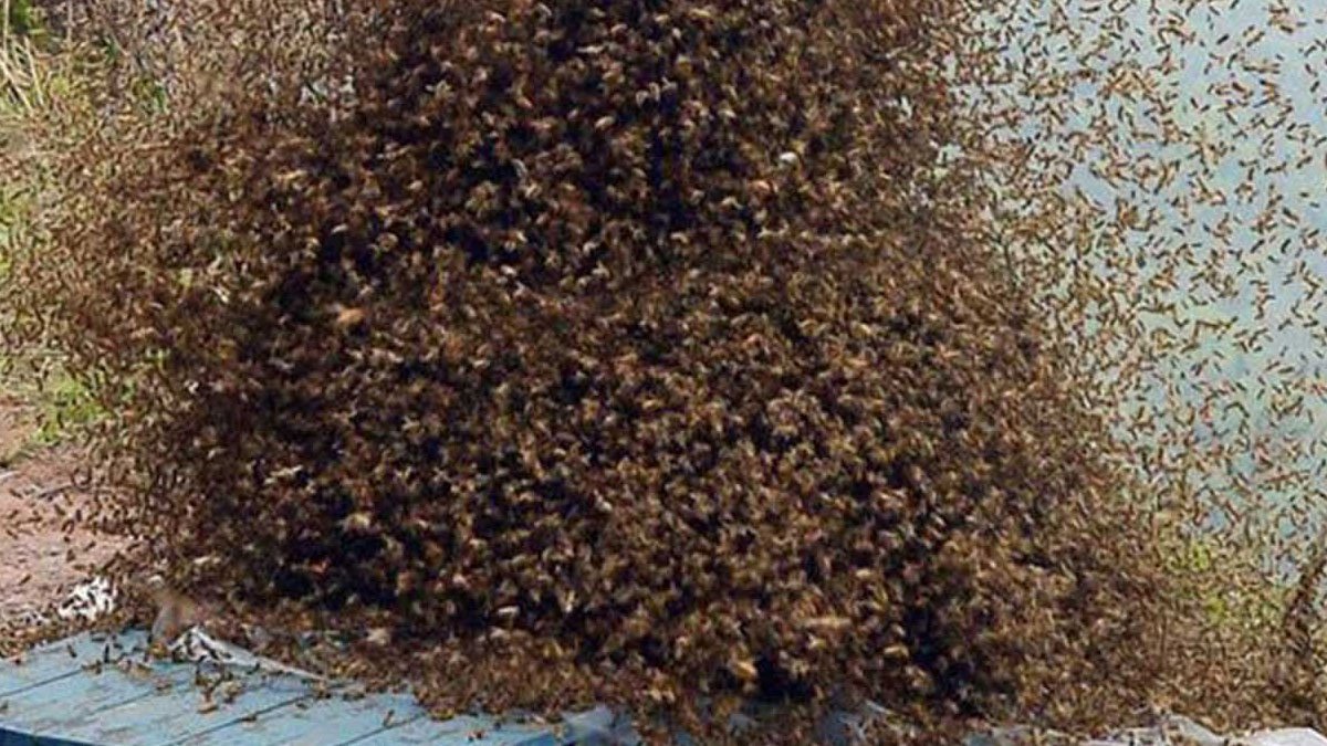 Bees