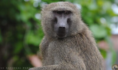 Ghana-wildlife-safari-9