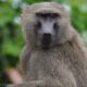 Ghana-wildlife-safari-9