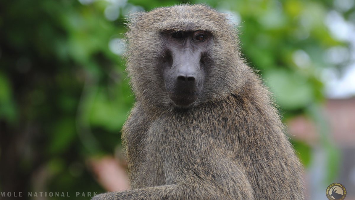 Ghana-wildlife-safari-9