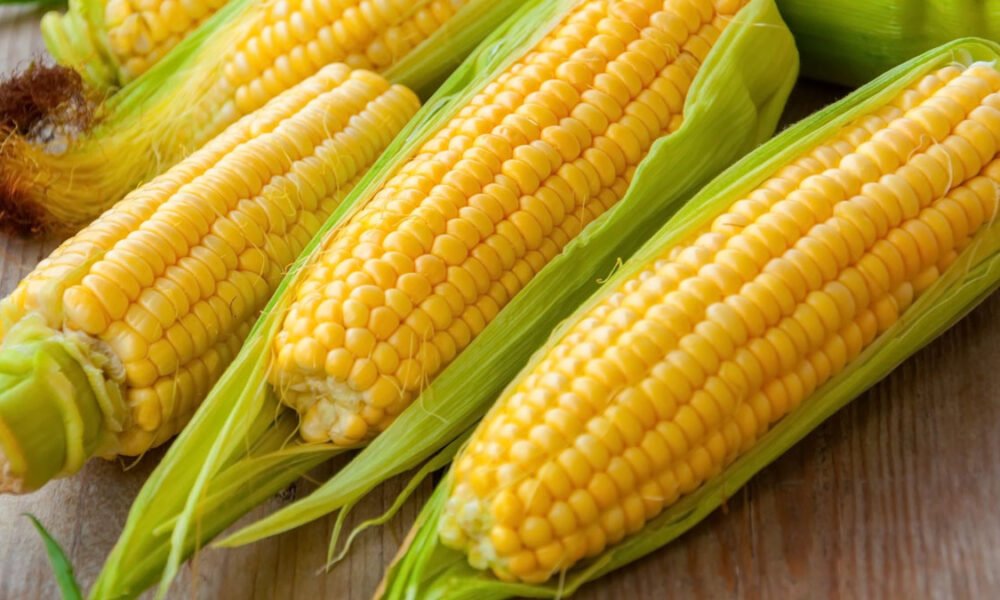 Sissala Chiefs Set Minimum Maize Price to Support Farmers