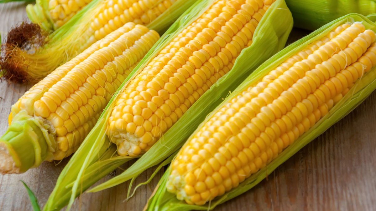Sissala Chiefs Set Minimum Maize Price to Support Farmers