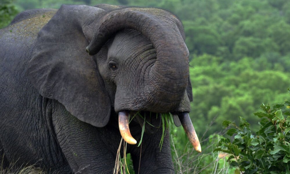 A Mole National Park Elephant