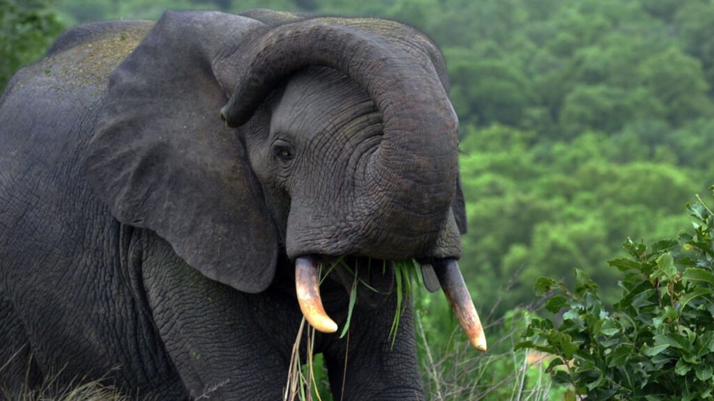 A Mole National Park Elephant in the Savannah Region