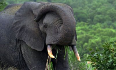 A Mole National Park Elephant