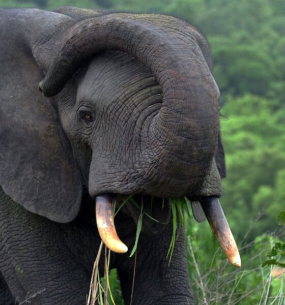 A Mole National Park Elephant