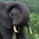 A Mole National Park Elephant