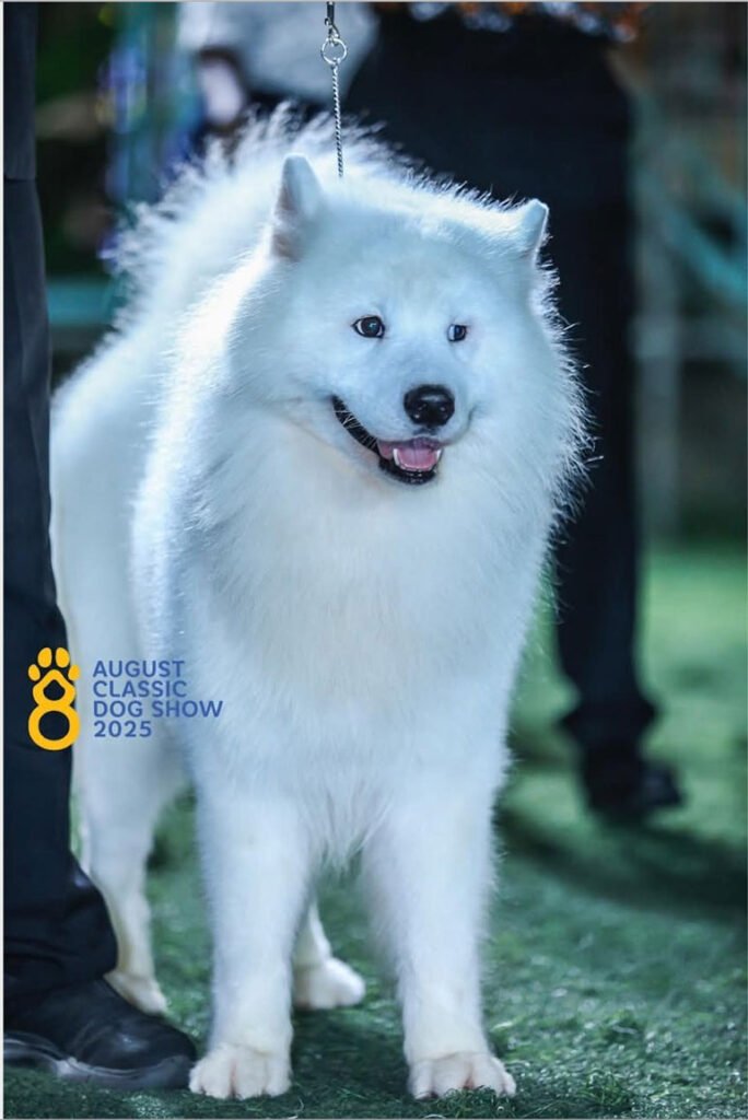 Best in Show 2025: Madrid (Samoyed) — Colombia